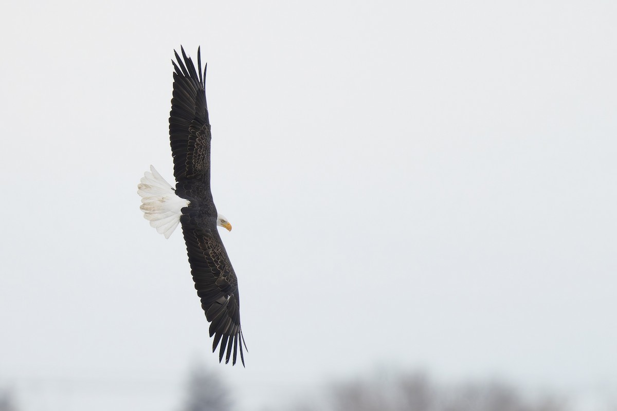 Bald Eagle - ML646351517