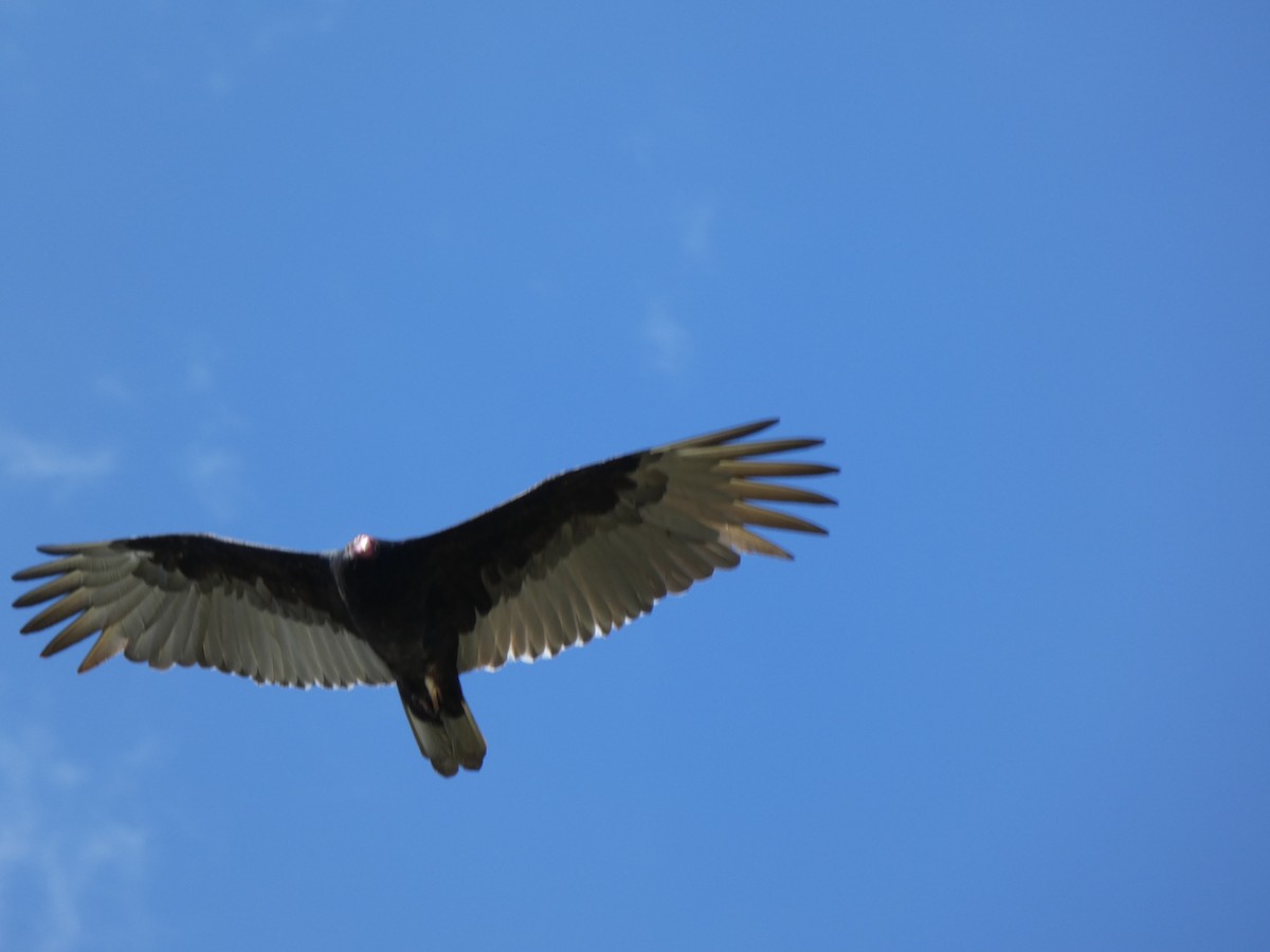 Turkey Vulture - ML646351523
