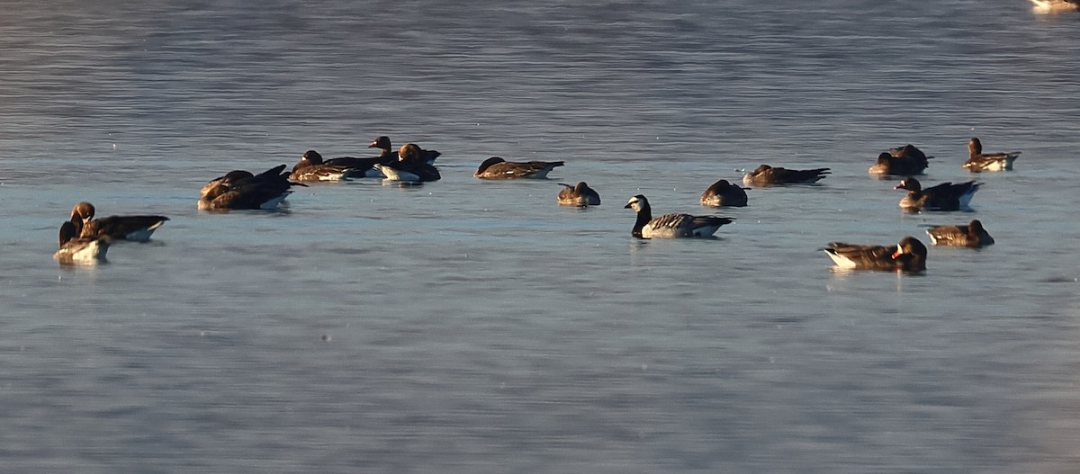 Barnacle Goose - ML646351525