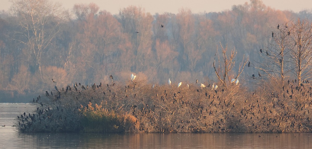 Pygmy Cormorant - ML646351533