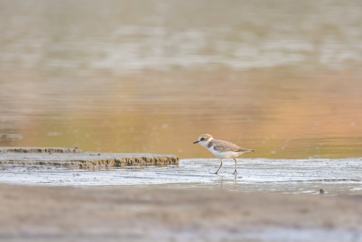 Kentish Plover - ML646351534