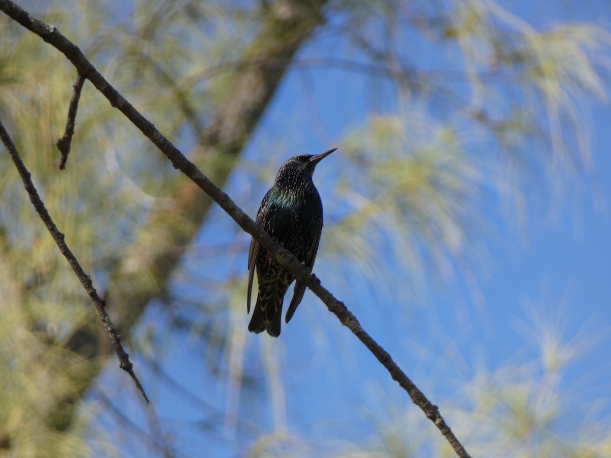 European Starling - ML646351536