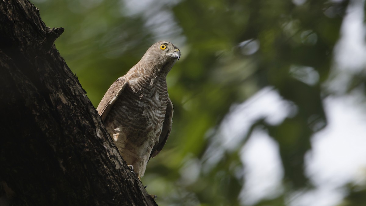 Shikra - ML646351538