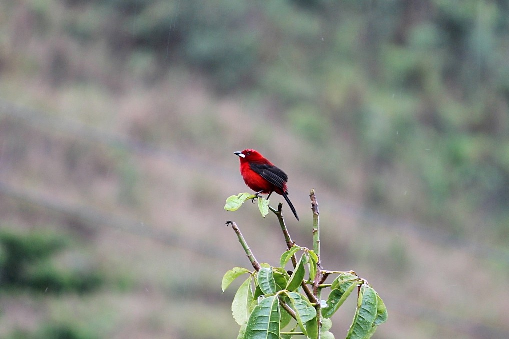 Brazilian Tanager - ML646351540