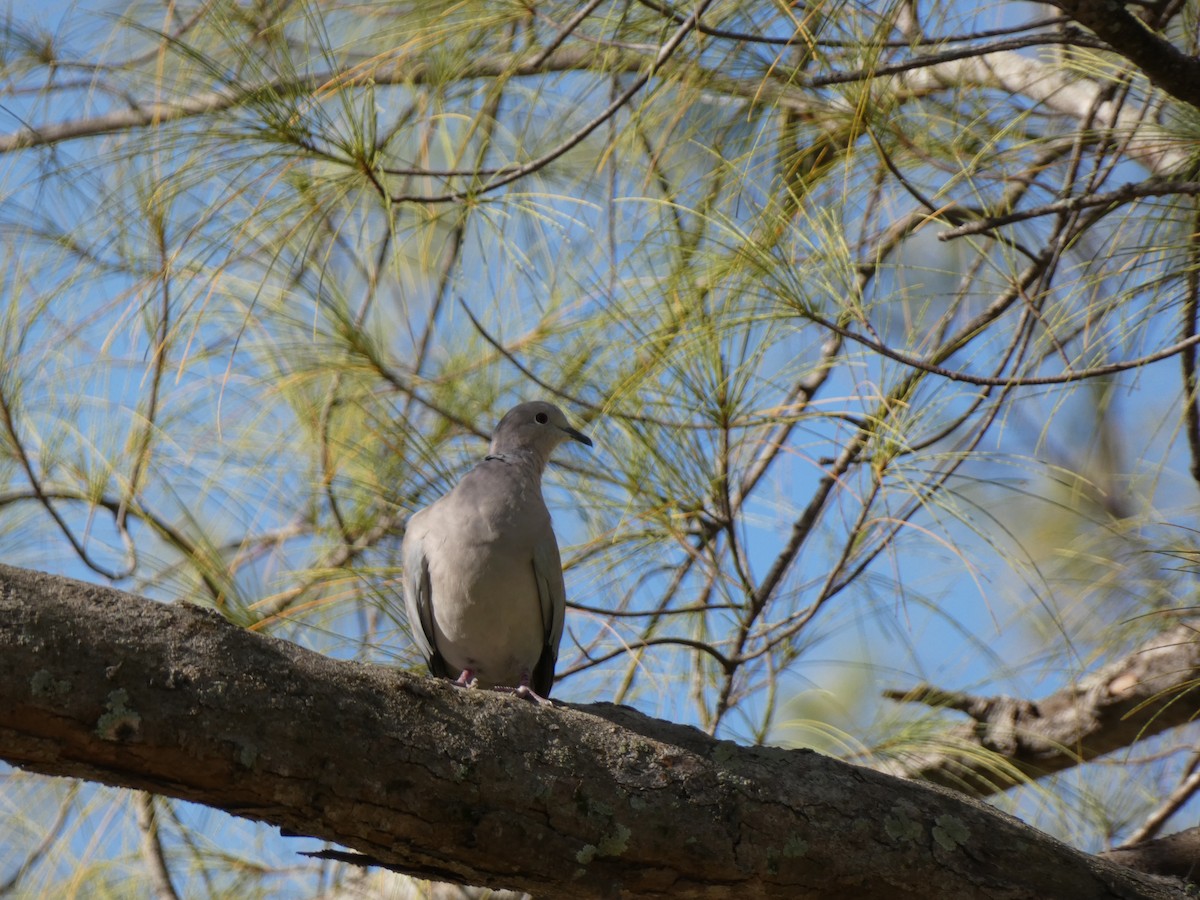 Eurasian Collared-Dove - ML646351551