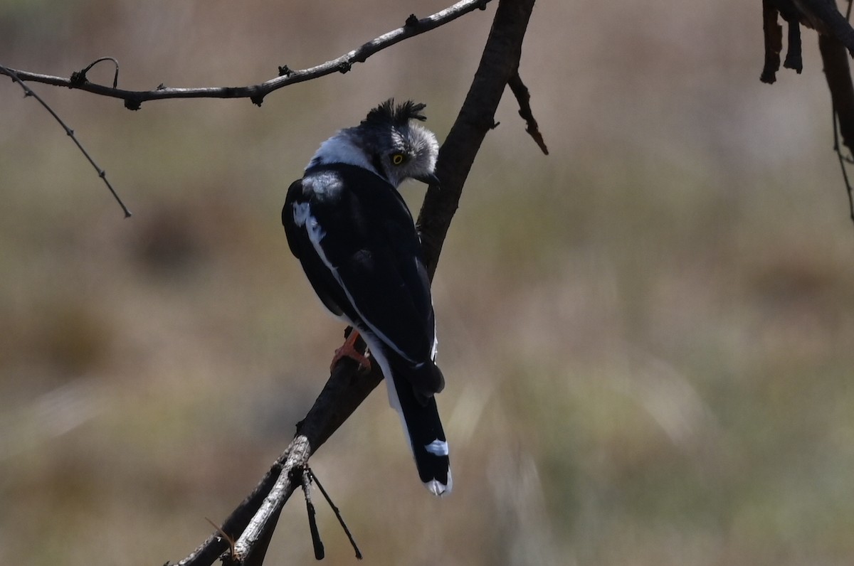 Gray-crested Helmetshrike - ML646351554