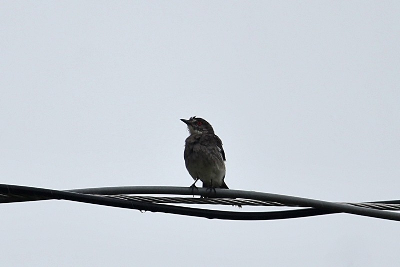 Gray Monjita - ML646351555