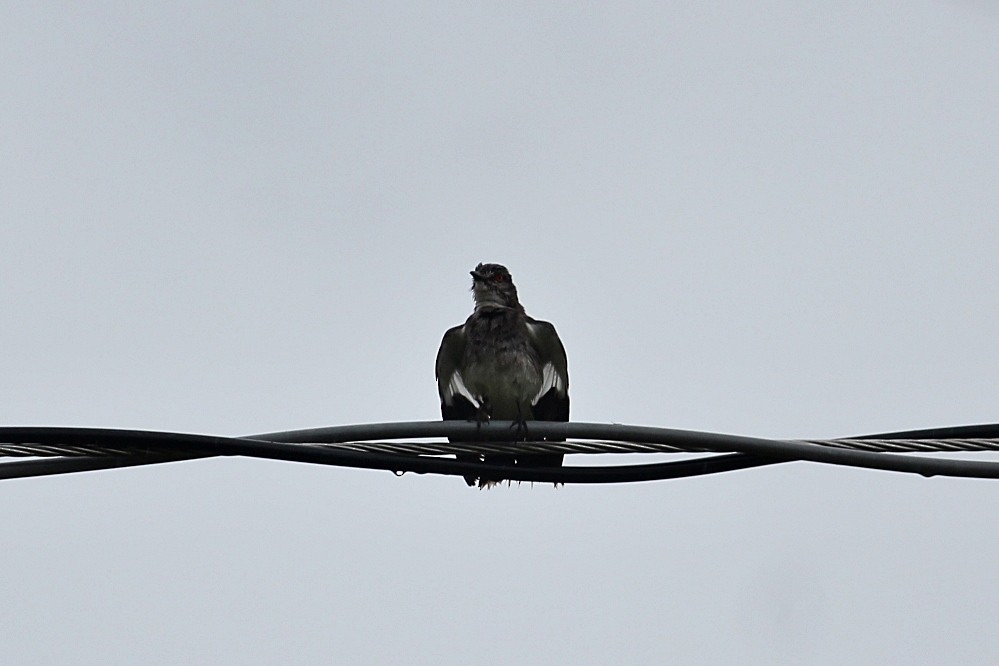 Gray Monjita - ML646351556