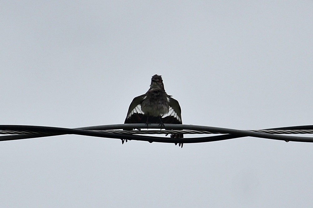 Gray Monjita - ML646351557