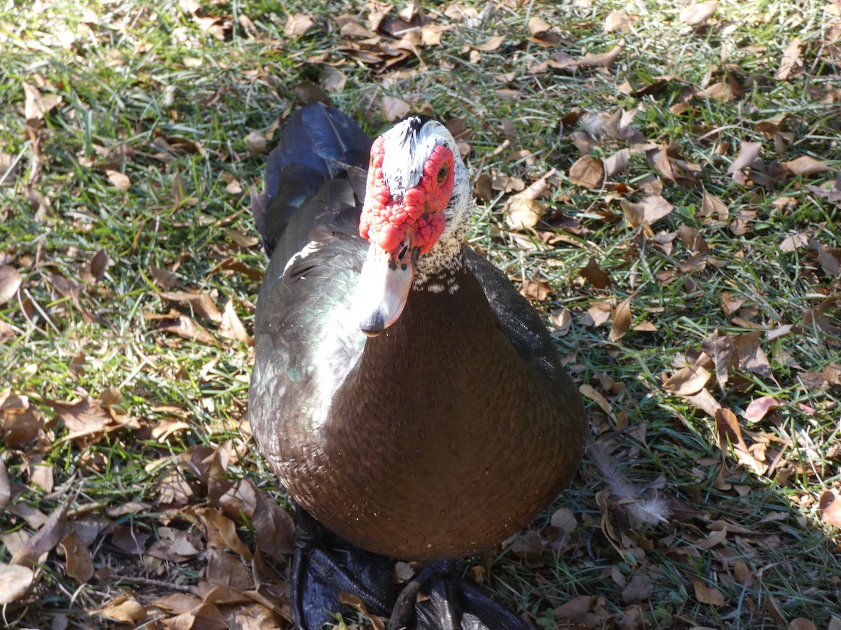 Muscovy Duck (Domestic type) - ML646351558