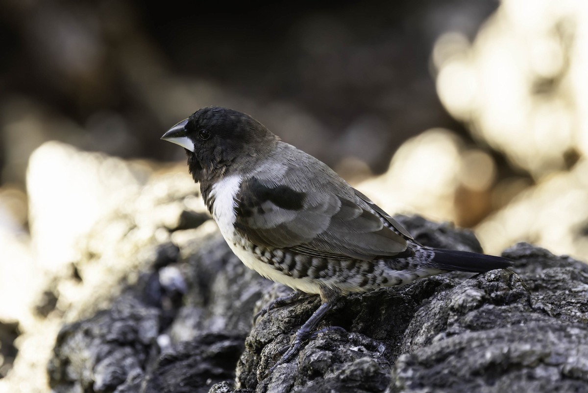 Bronze Mannikin - ML646351559