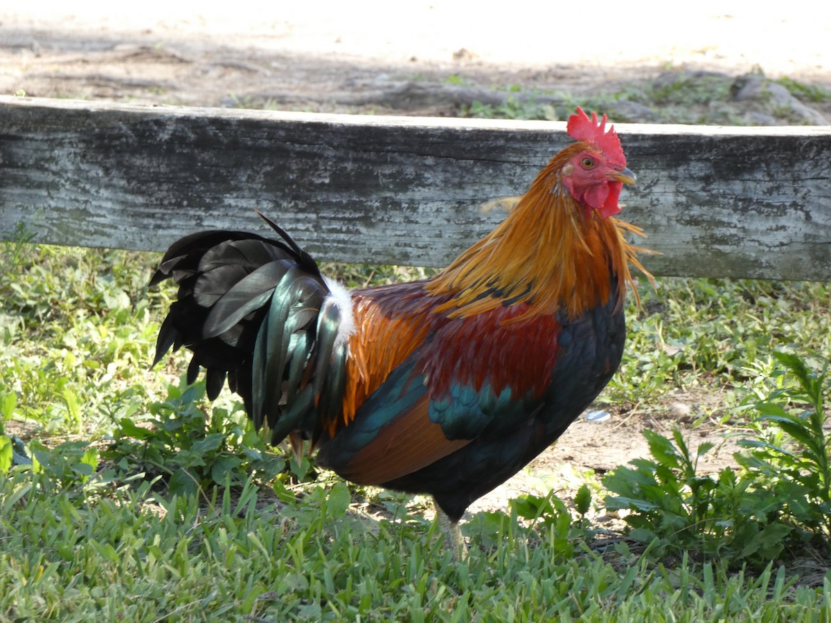 Red Junglefowl (Domestic type) - ML646351560
