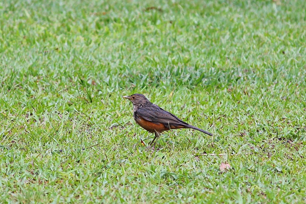 Rufous-bellied Thrush - ML646351562