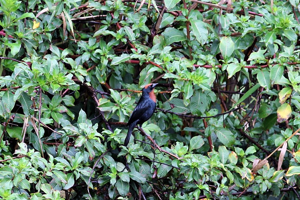 Chestnut-capped Blackbird - ML646351573