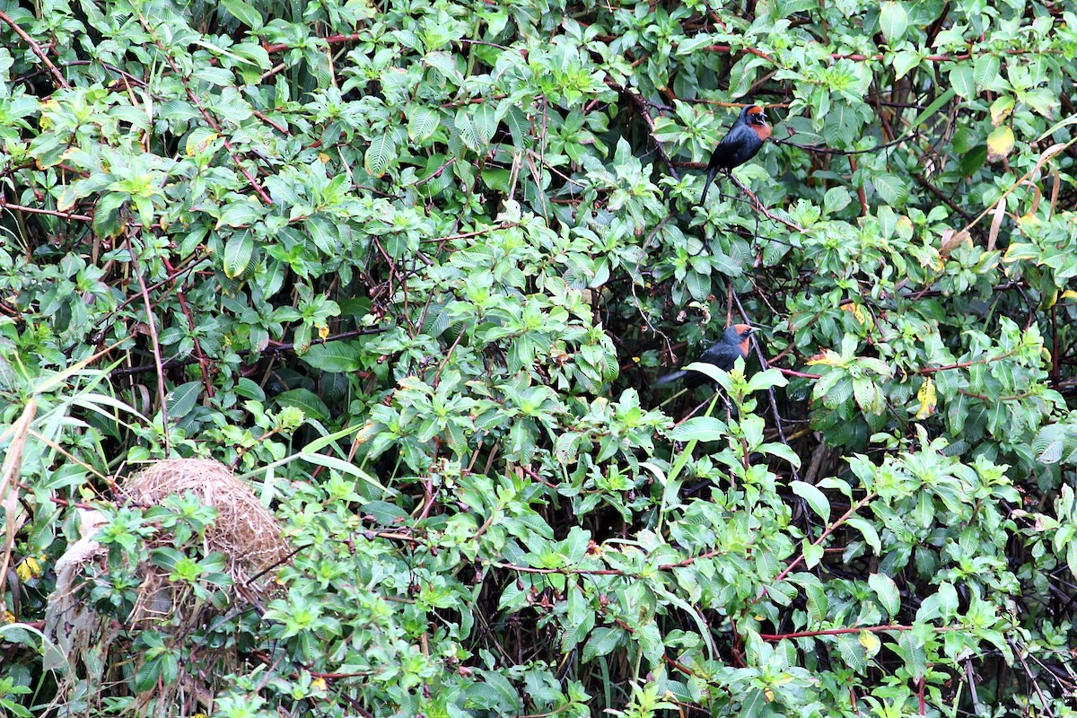 Chestnut-capped Blackbird - ML646351574