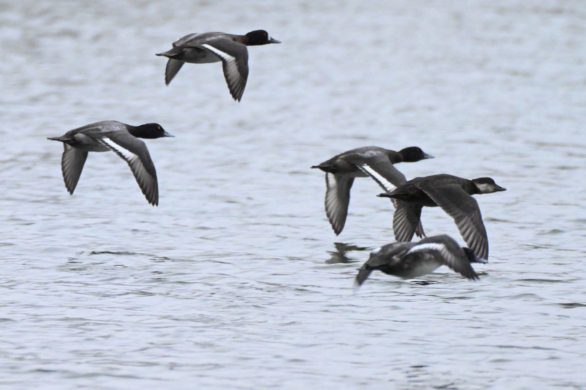 Black Scoter - ML646351576