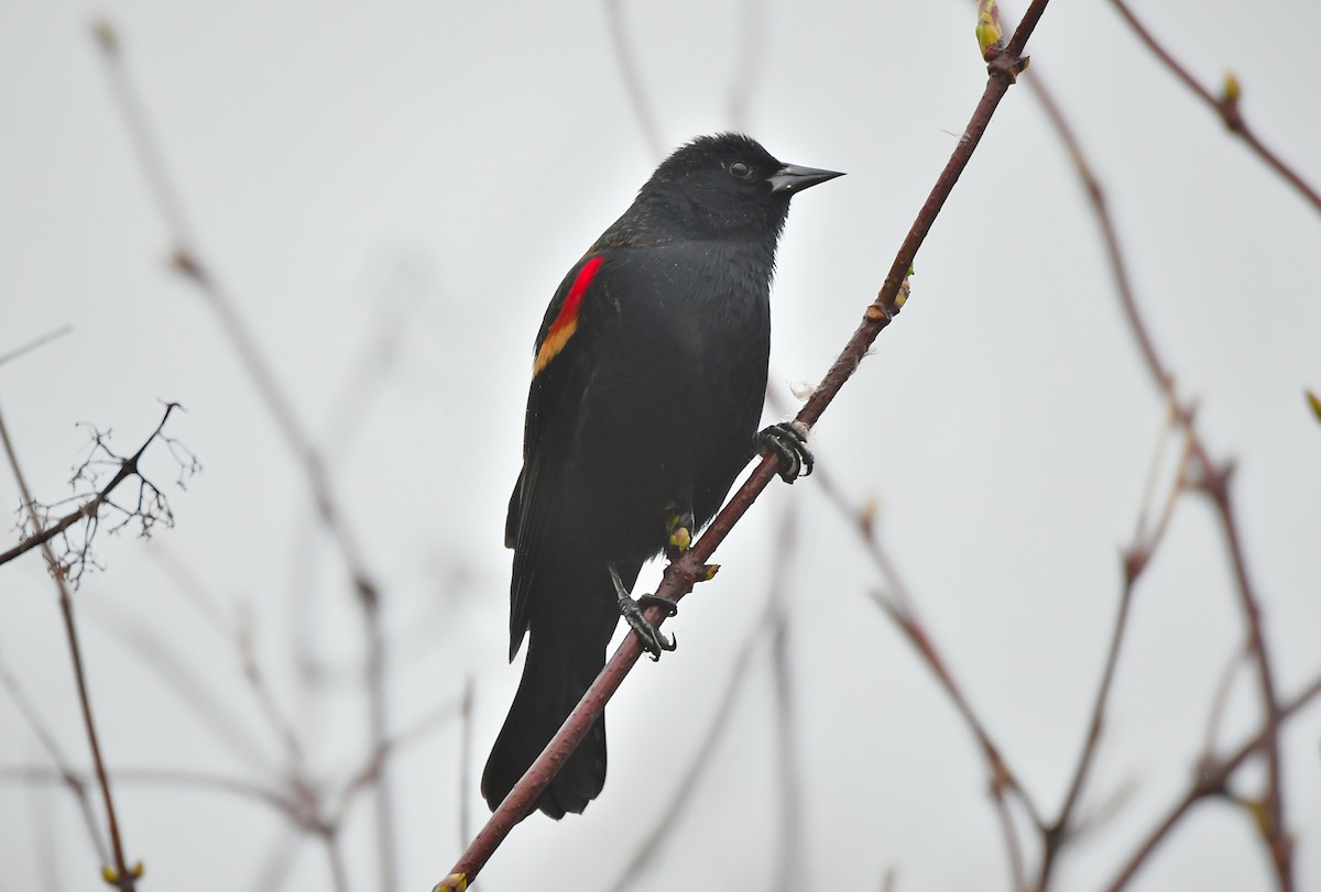 Red-winged Blackbird - ML646351577