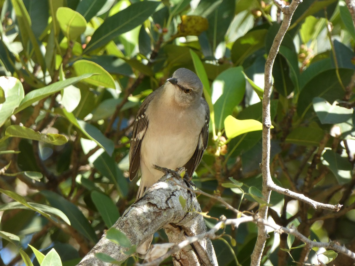 Пересмішник багатоголосий - ML646351578