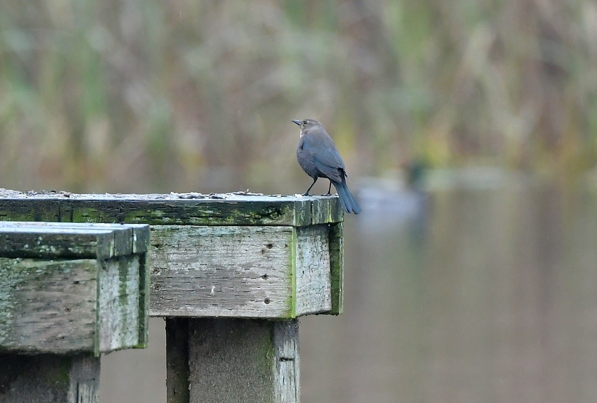 Brewer's Blackbird - ML646351581