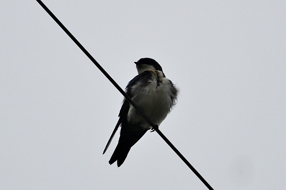 Blue-and-white Swallow - ML646351582