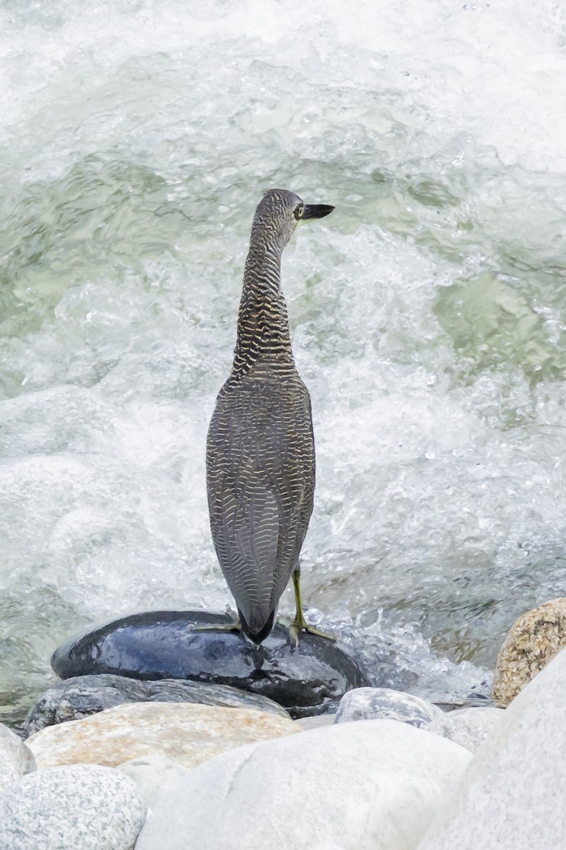 bukač proužkovaný - ML646351584