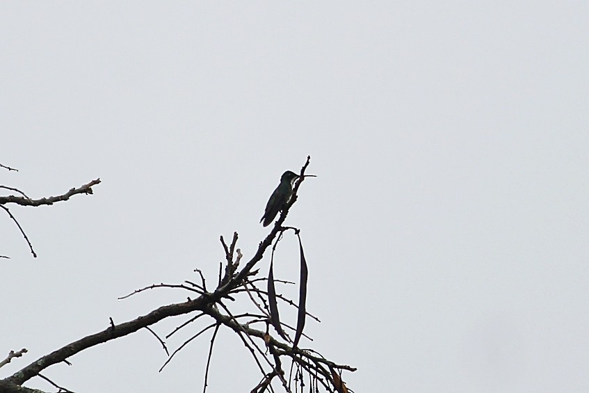 Black-throated Mango - ML646351586