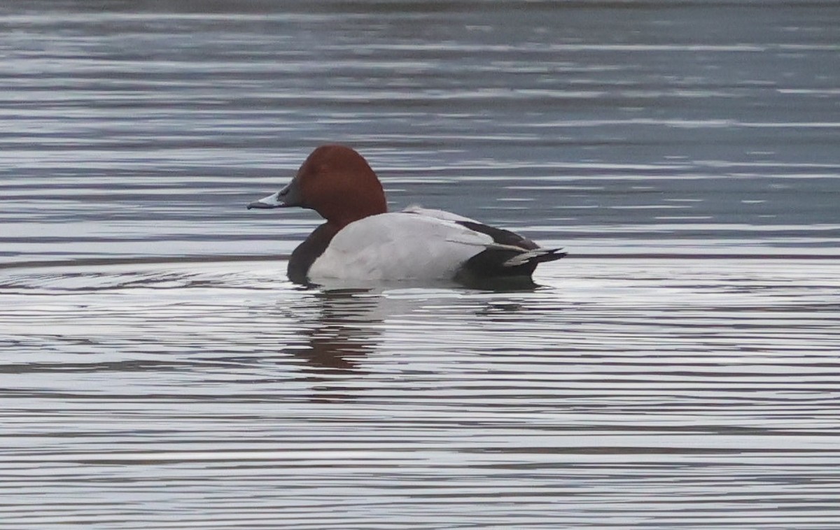 polák velký - ML646351589