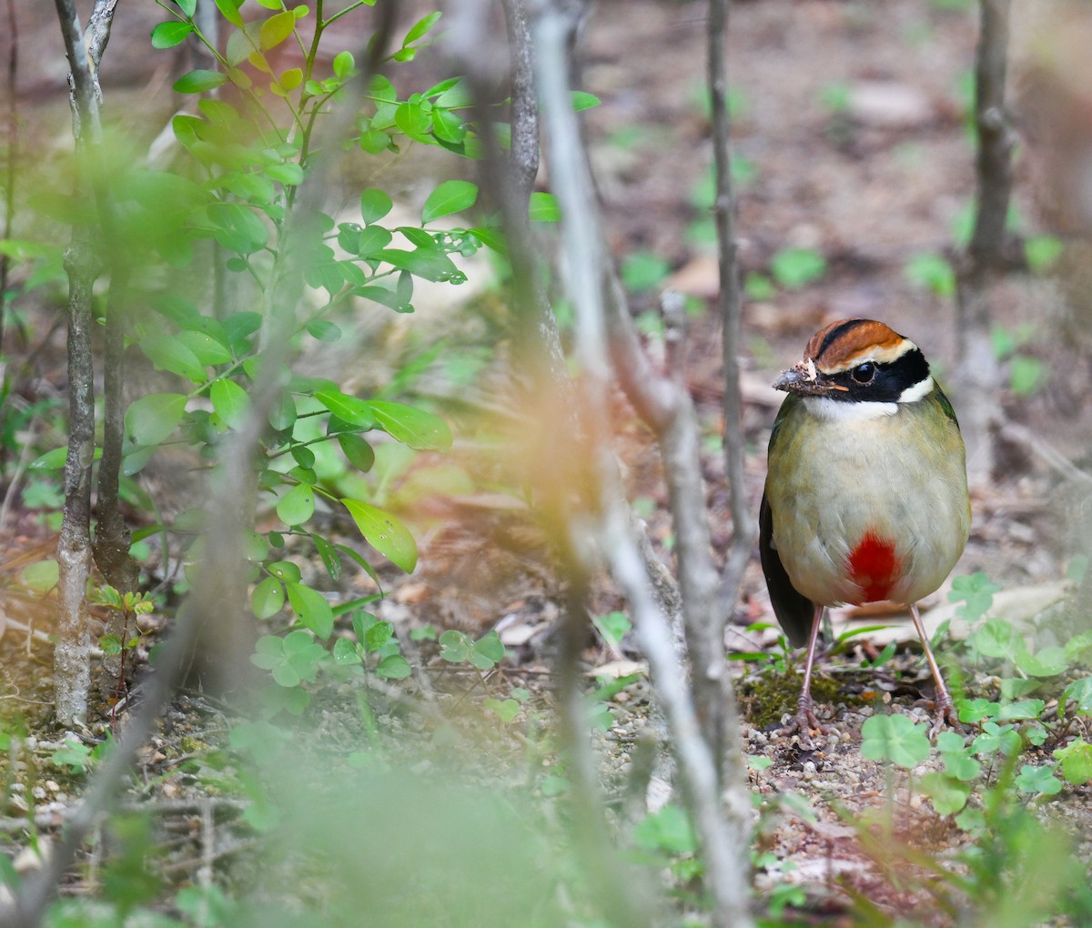 Піта китайська - ML646351591
