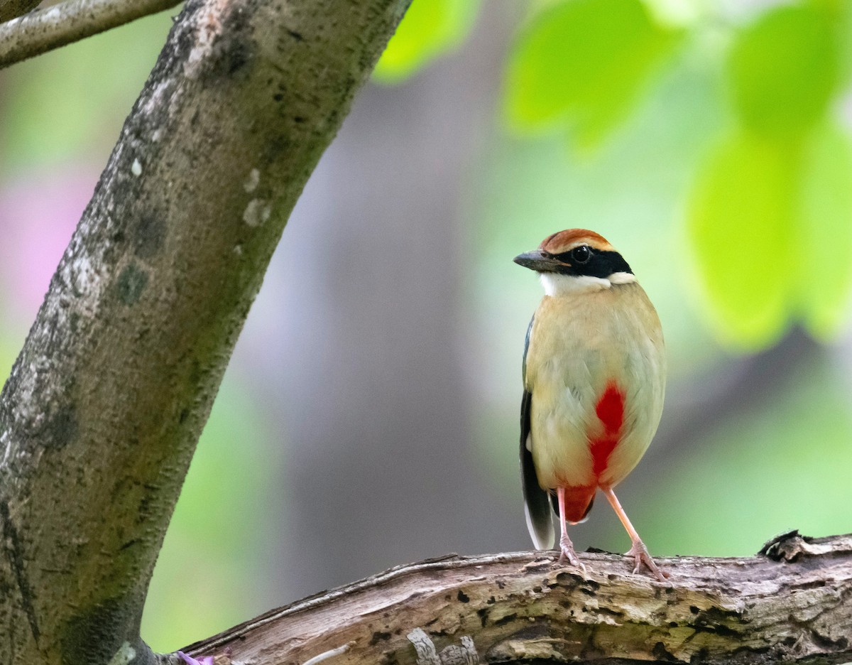 Піта китайська - ML646351592