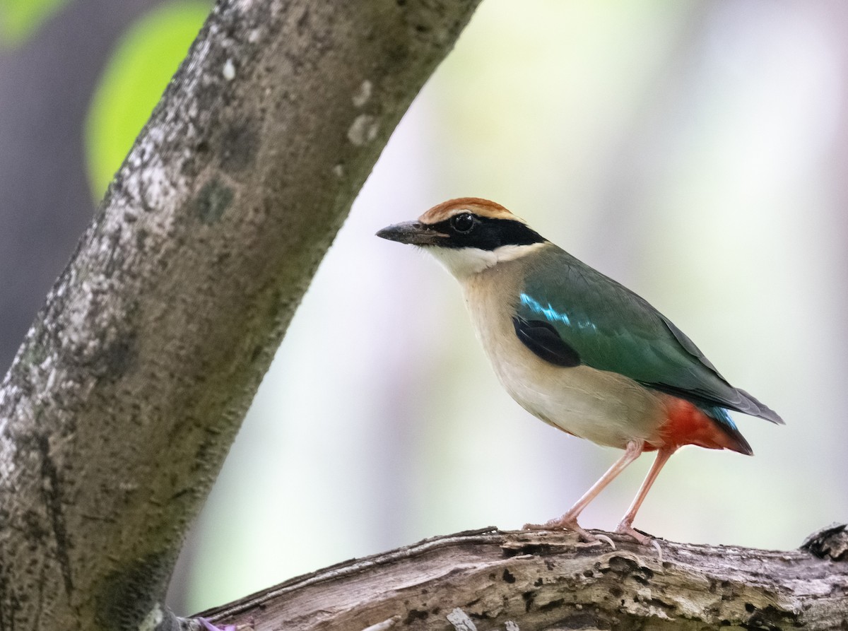 Піта китайська - ML646351593