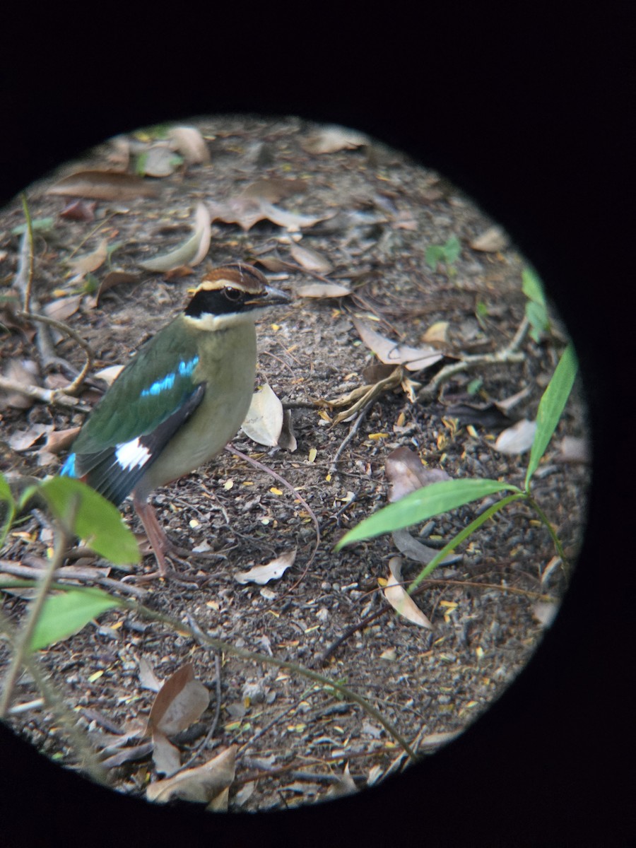 Піта китайська - ML646351595