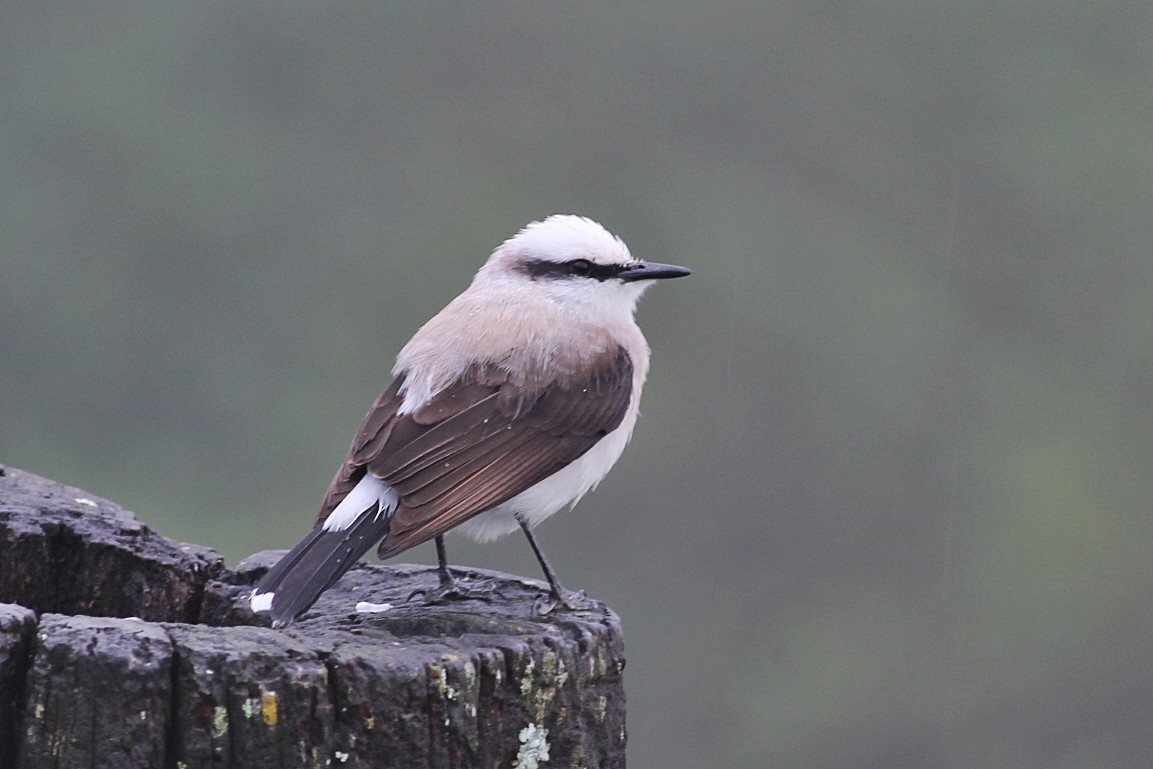 Masked Water-Tyrant - ML646351596