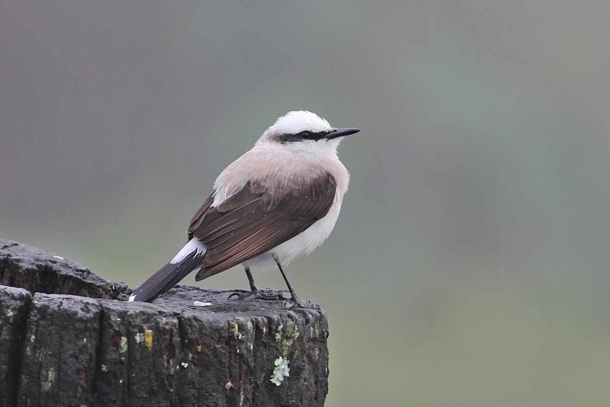 Masked Water-Tyrant - ML646351597
