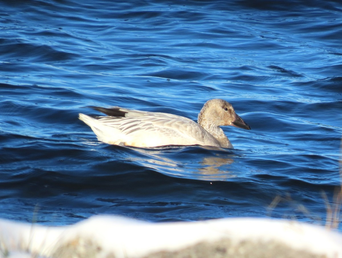 Ánsar Nival - ML646351598