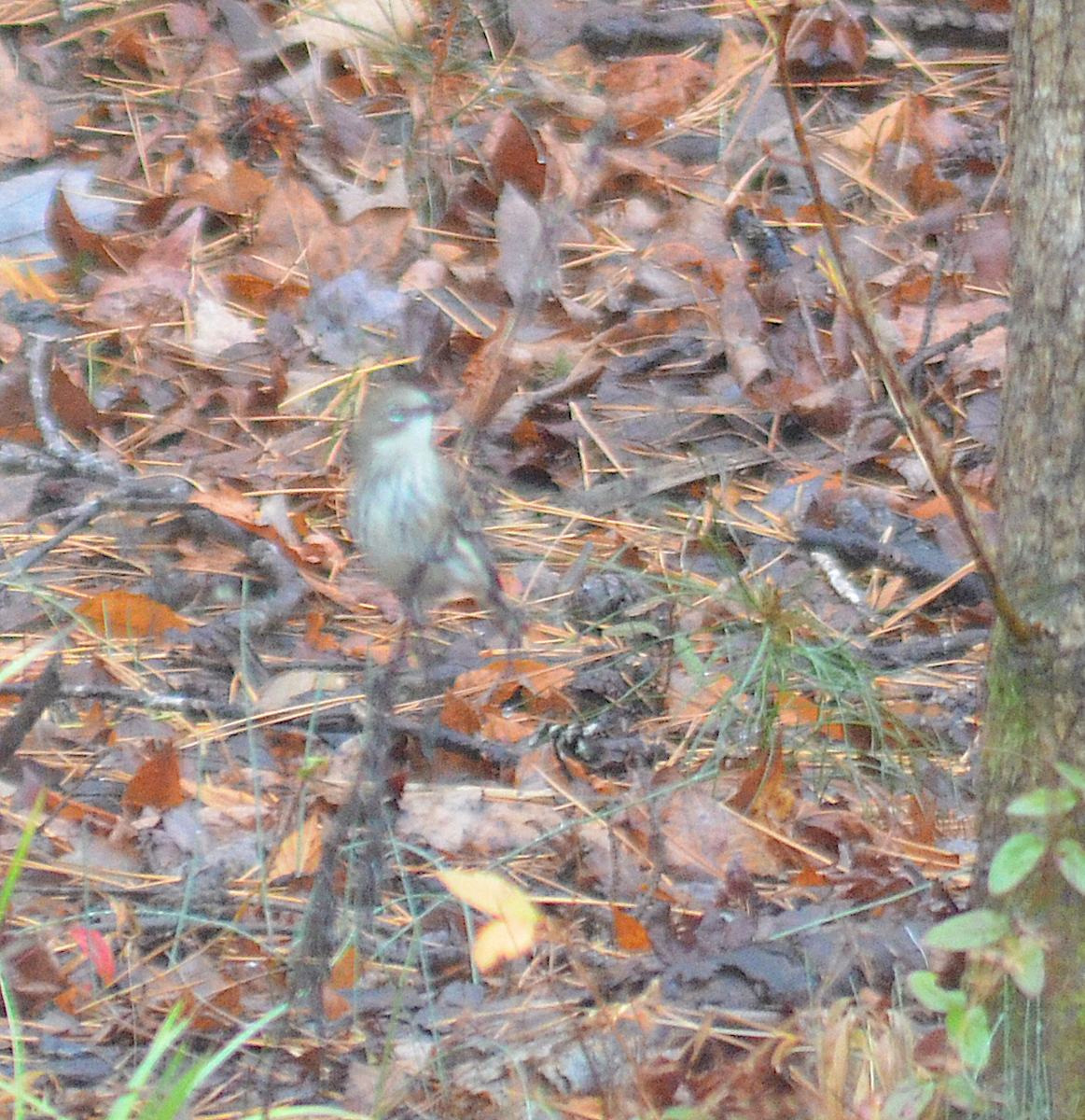 Hermit Thrush - ML646351604