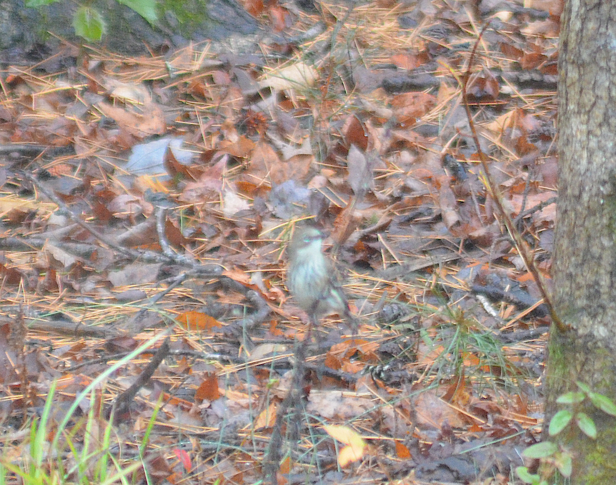 Hermit Thrush - ML646351605