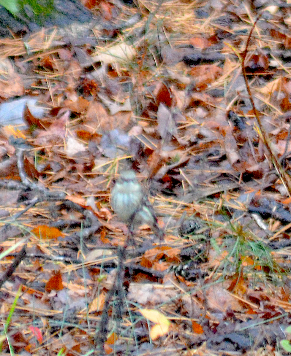 Hermit Thrush - ML646351606