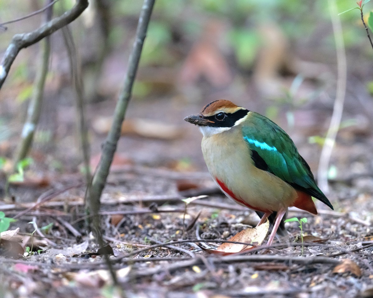 Піта китайська - ML646351608