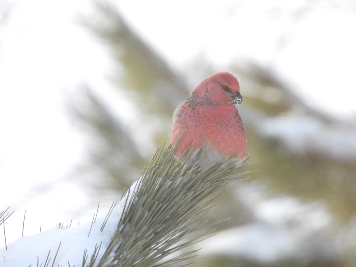 Pine Grosbeak - ML646351609