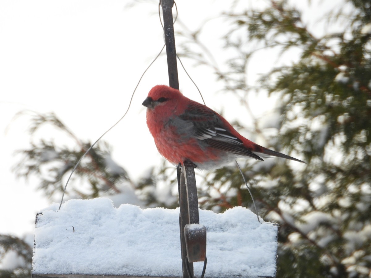 Pine Grosbeak - ML646351610