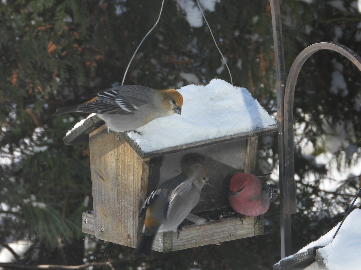 Pine Grosbeak - ML646351611