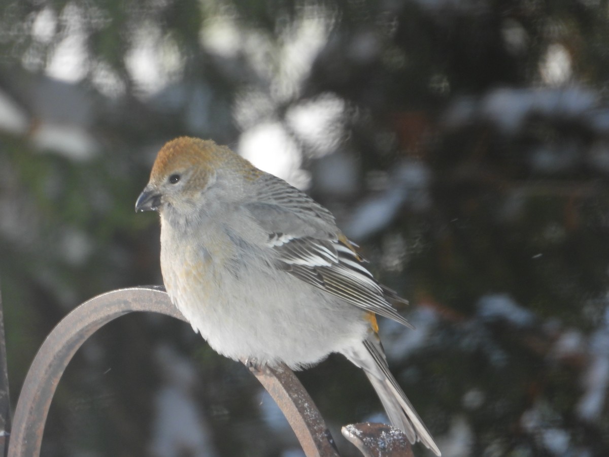Pine Grosbeak - ML646351612