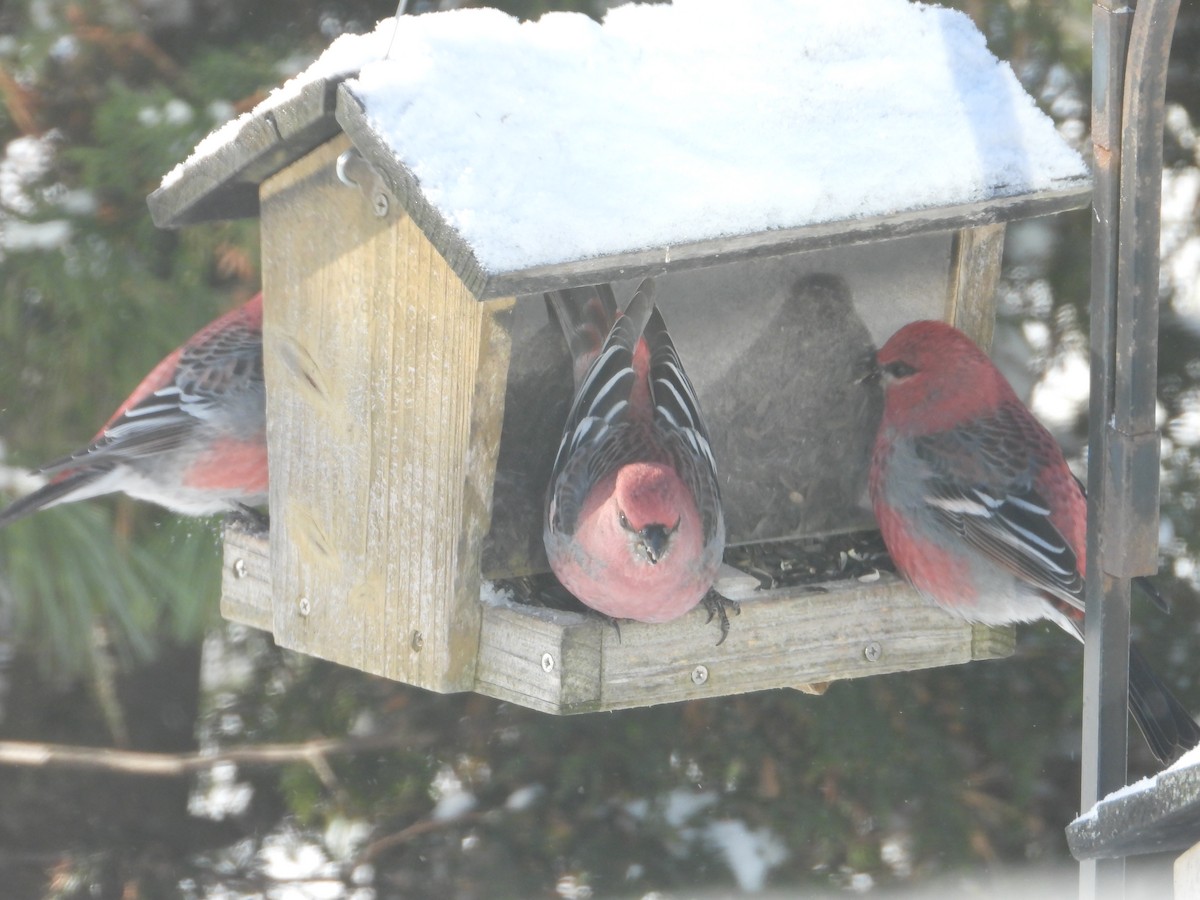 Pine Grosbeak - ML646351613