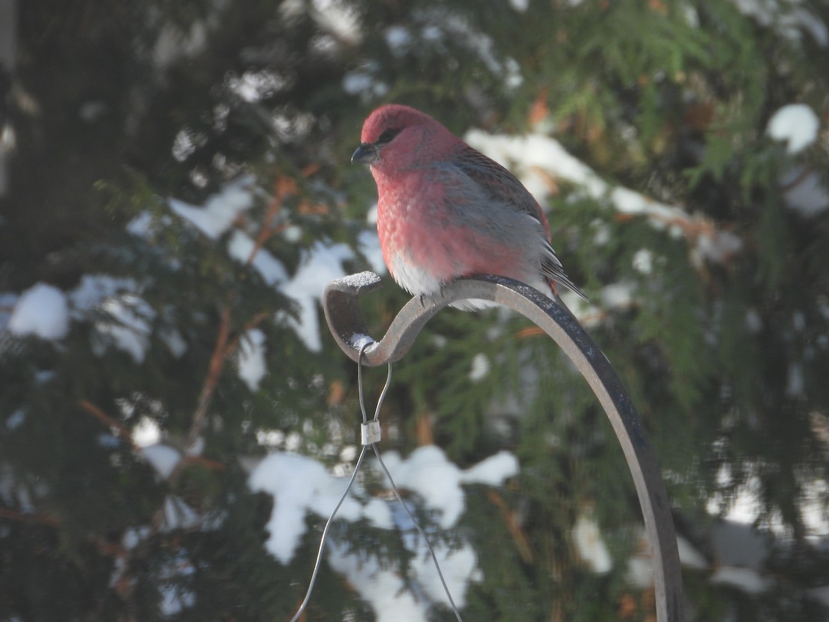 Pine Grosbeak - ML646351614