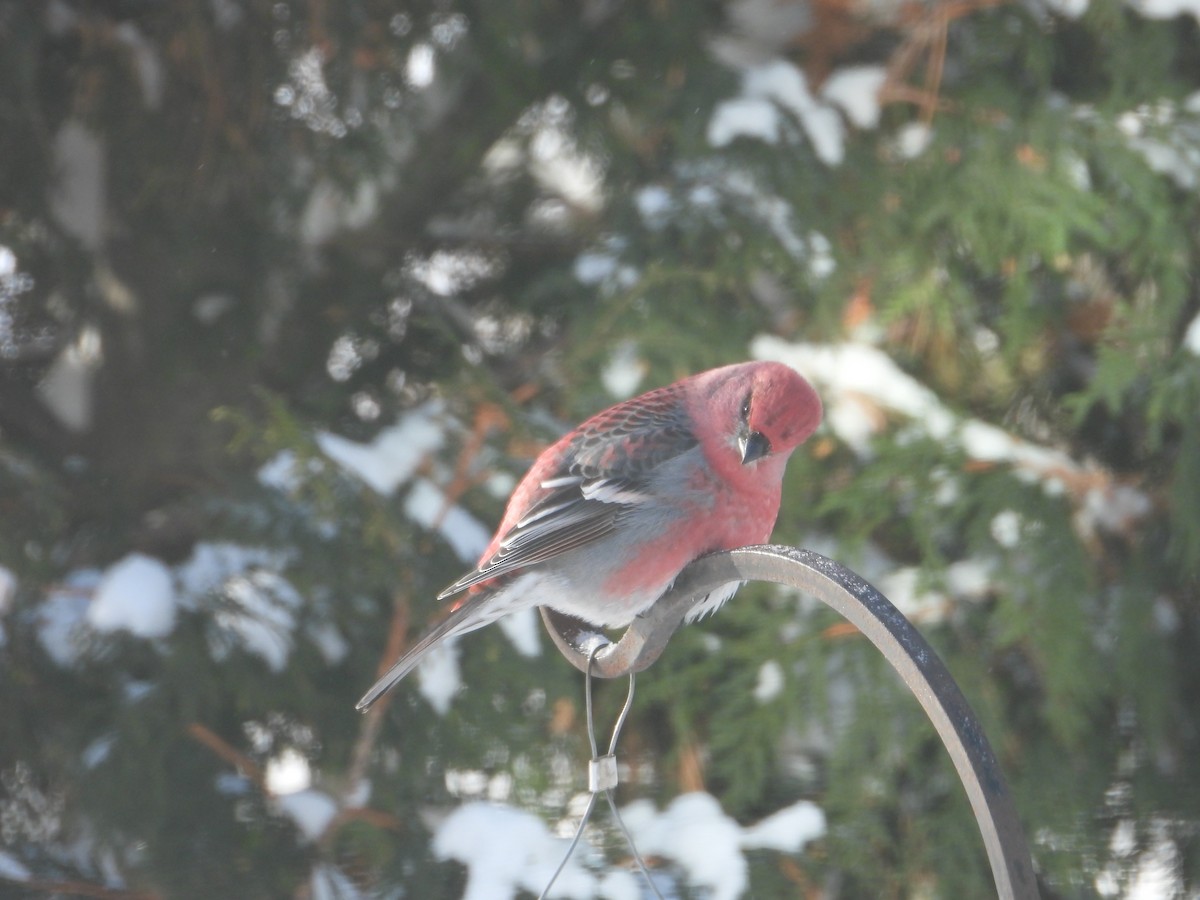 Pine Grosbeak - ML646351615