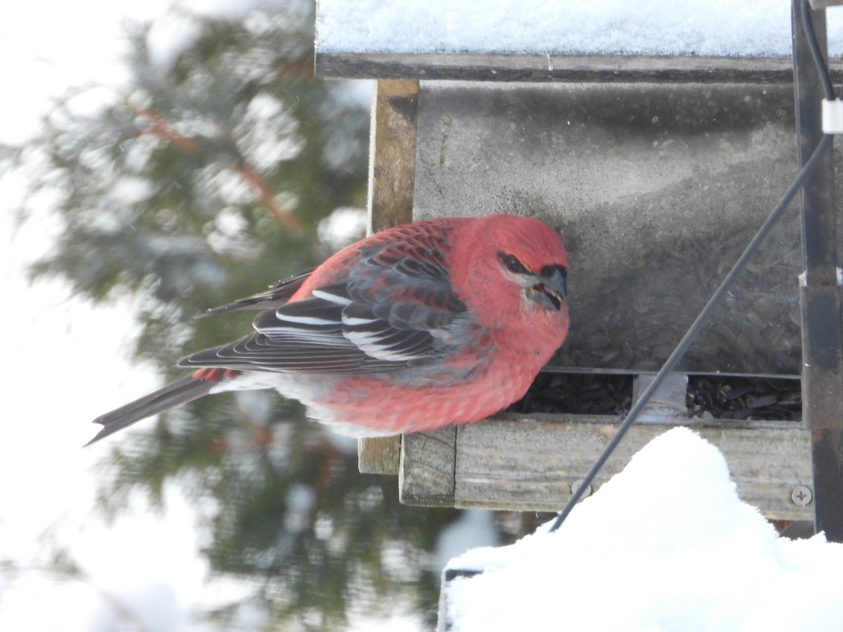 Pine Grosbeak - ML646351616