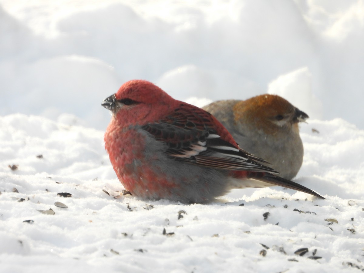 Pine Grosbeak - ML646351617