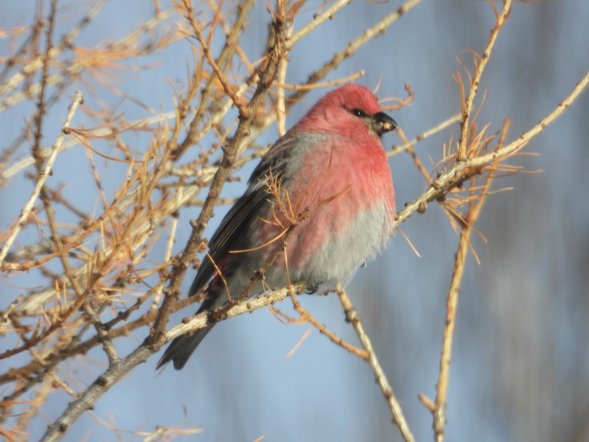 Pine Grosbeak - ML646351618