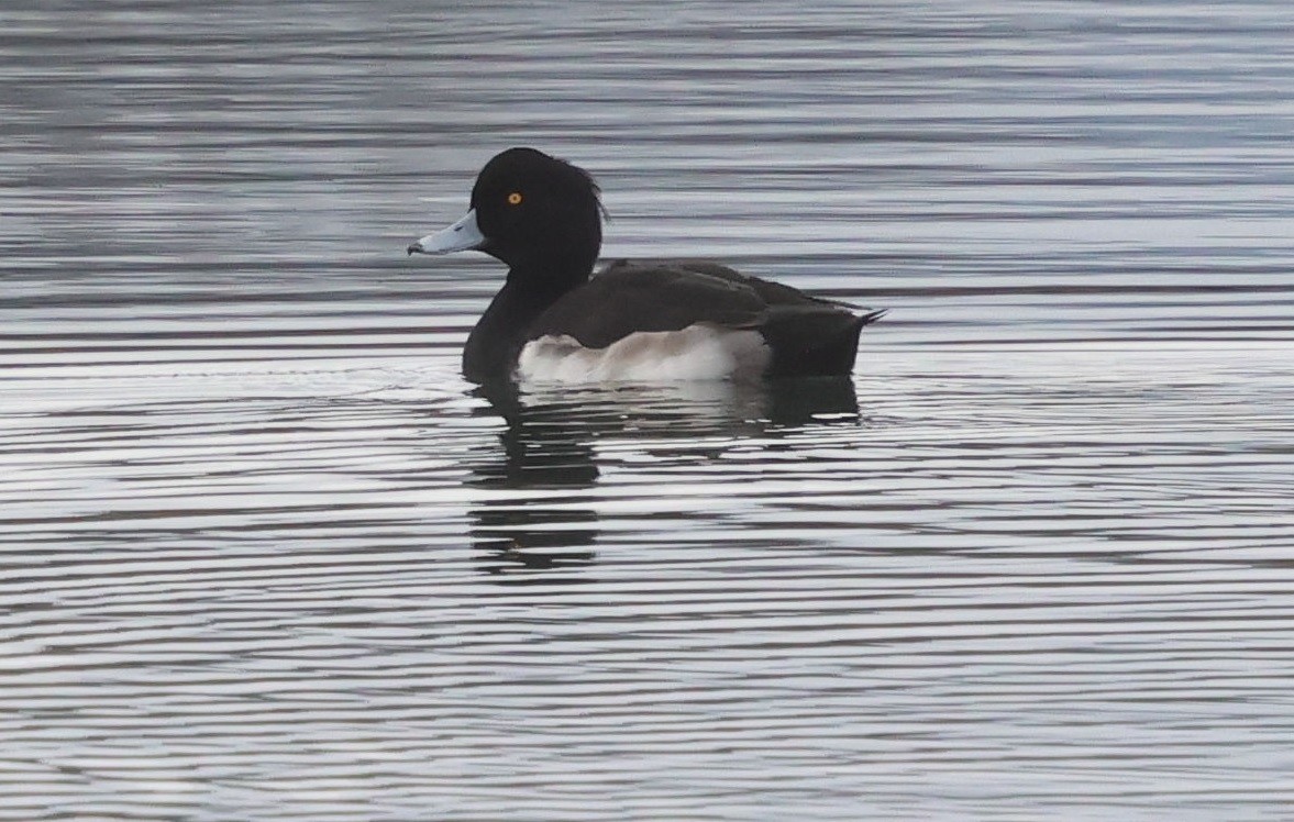 polák chocholačka - ML646351619