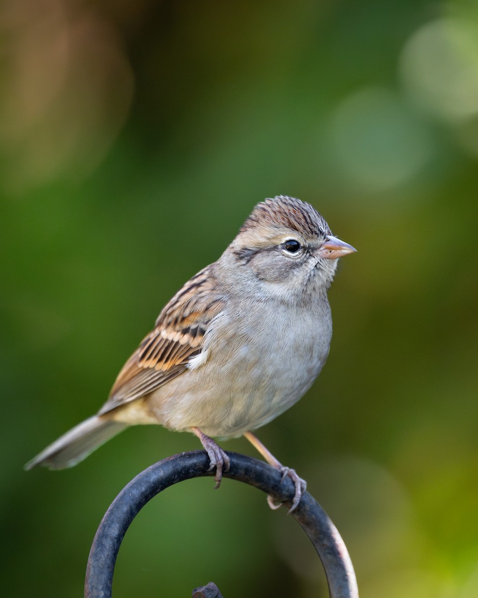 Chipping Sparrow - ML646351620